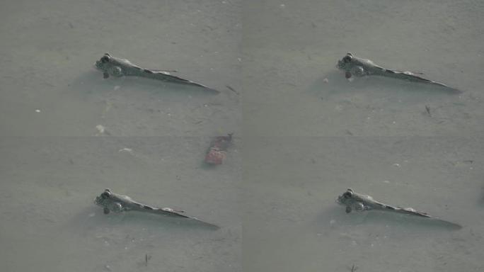 马来西亚摩阿岛帕利特爪哇岛红树林浅水泥滩上的巨型弹涂鱼、蓝斑弹涂鱼或两栖鱼
