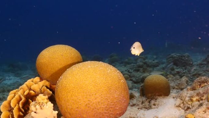 在库拉索岛的加勒比海珊瑚礁中产卵时，有蝴蝶鱼的海景