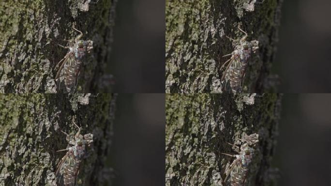 日本日暮蝉从树上爬下来。