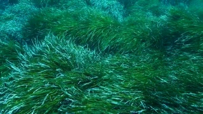 绿色海洋草Posidonia茂密灌木丛的特写。绿色海草地中海绦草或海王星草 (波西多尼亚) 的俯视图