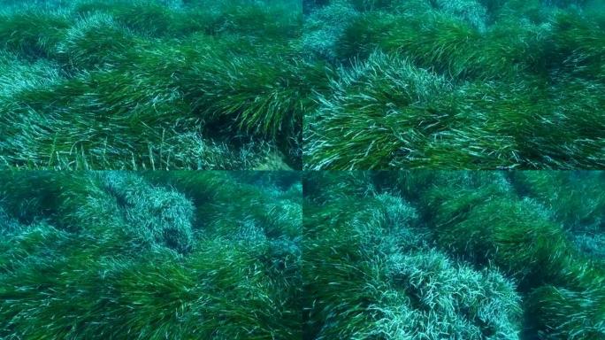 绿色海洋草Posidonia茂密灌木丛的特写。绿色海草地中海绦草或海王星草 (波西多尼亚) 的俯视图