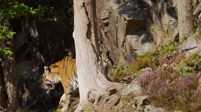 老虎在森林中下山