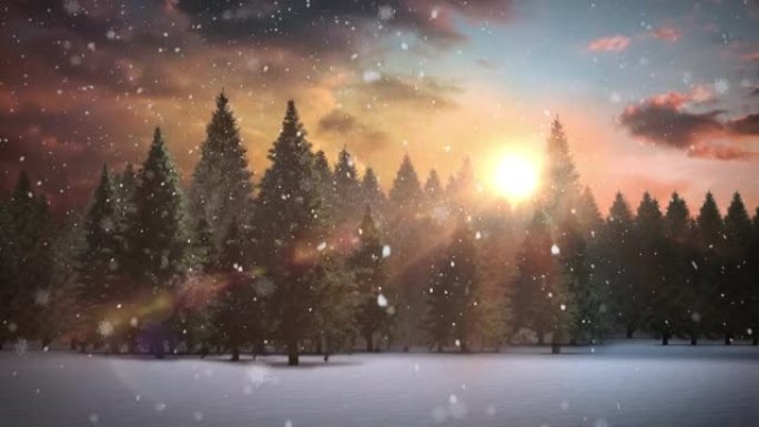 雪落在冬天的树木上，天空中灿烂的阳光