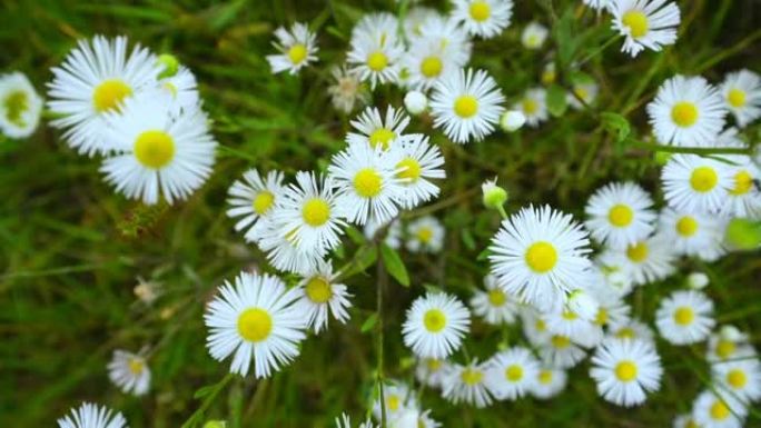 野生甘菊花生长在森林草地上，随风摇曳。