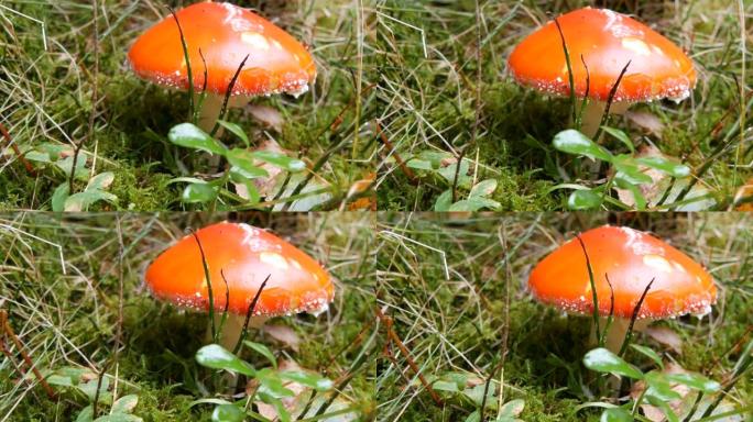 大红蝇木耳在草秋天在10月。蘑菇的收获季节