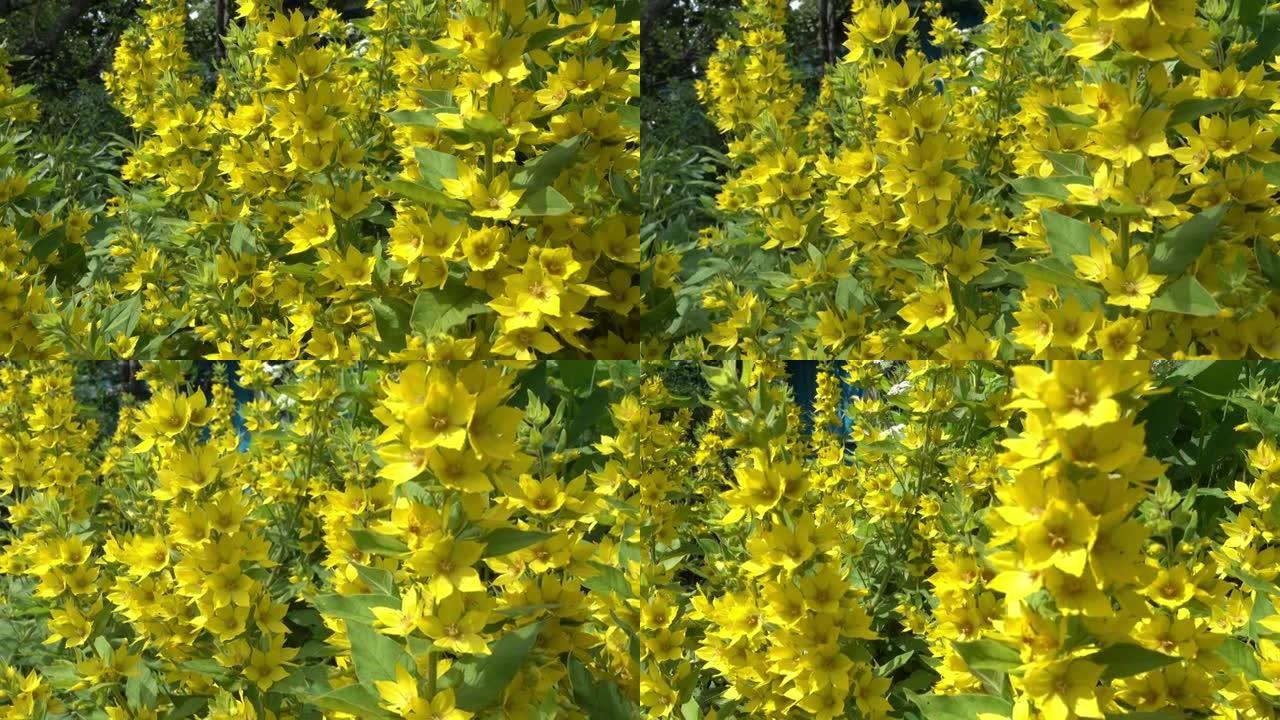 美丽的黄色多年生花卉在夏季花园中生长