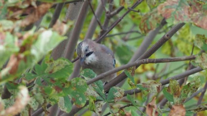 鸟鸟坐着吃啄食昆虫在栗子秋天的树枝上的毛虫。鸟杰。野生动物-鸟类，各种林区的大山雀，森林公园花园。杰