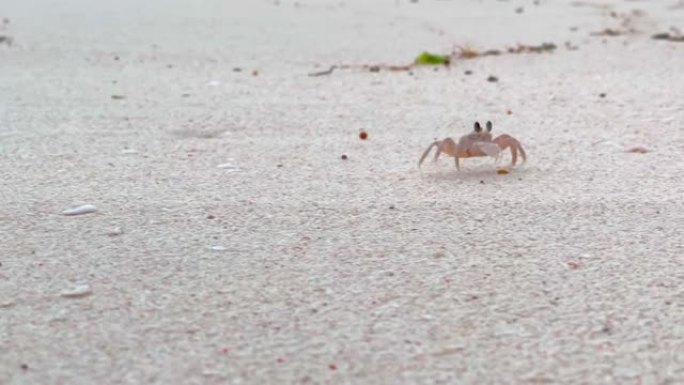 有趣的节肢动物门蟹在沙滩上奔跑，在坦桑尼亚的桑给巴尔海岸有趣地移动了眼睛。