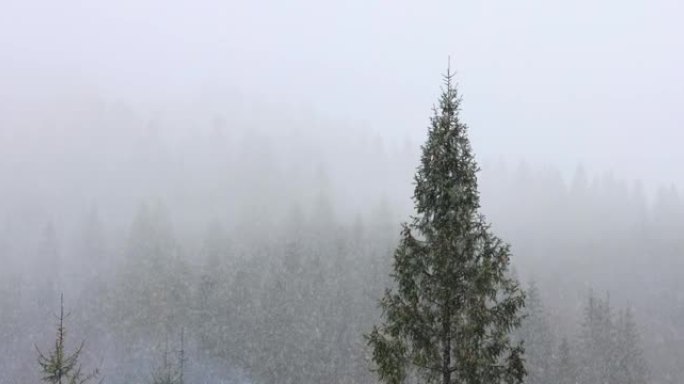 冬季山区降雪。雪松森林背景