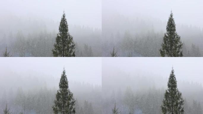 冬季山区降雪。雪松森林背景