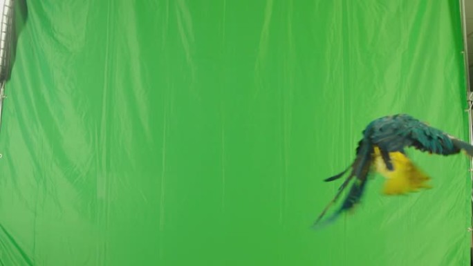 蓝黄鹦鹉金刚鹦鹉 (Ara Ararauna) 在绿屏背景上飞行。慢动作在阿瑞·阿列克谢电影相机上拍