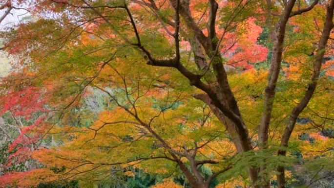 山上的树木，秋叶色彩鲜艳