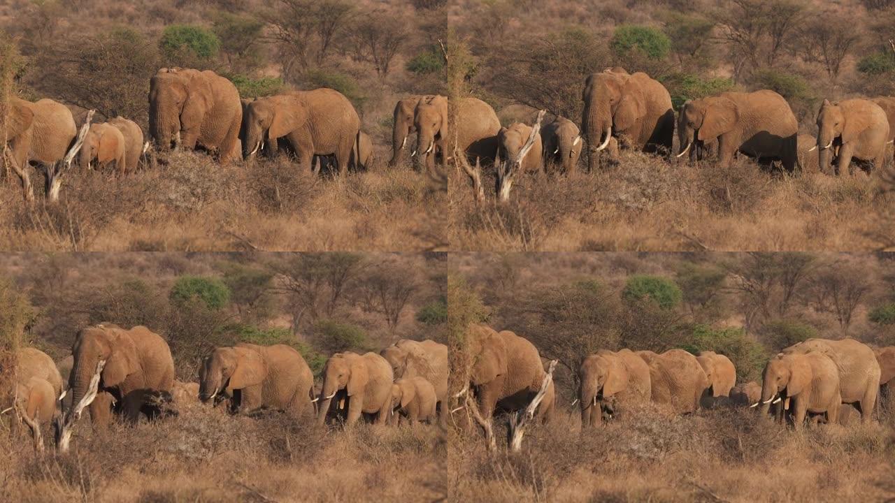非洲灌木大象-非洲大群大象，幼崽在尘土飞扬的干燥大草原上行走，对比图片，肯尼亚非洲。不可阻挡的巨型大