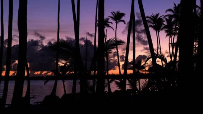 棕榈树加勒比海岛。海上背景的黎明