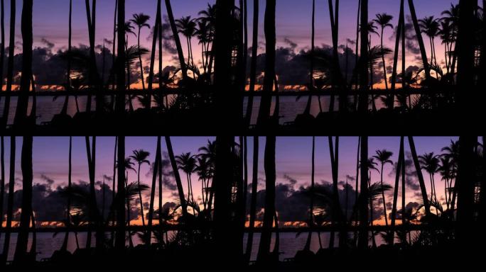 棕榈树加勒比海岛。海上背景的黎明
