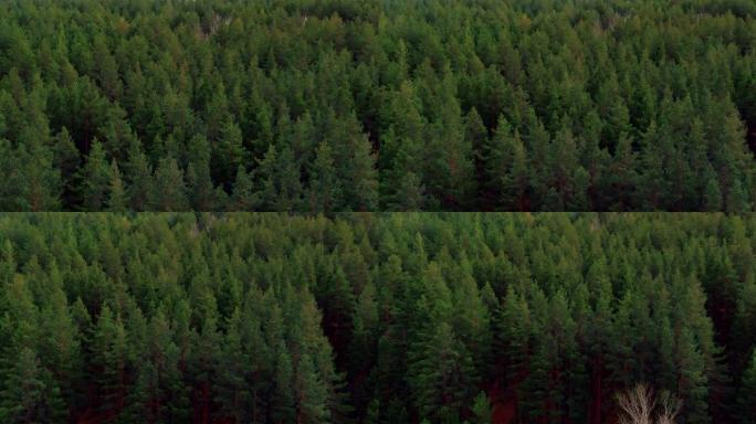 无人机飞过茂密的针叶林，绿色蓬松的树梢。高大的松树和冷杉树干，林地。美丽的森林景观。4k，普洛雷斯