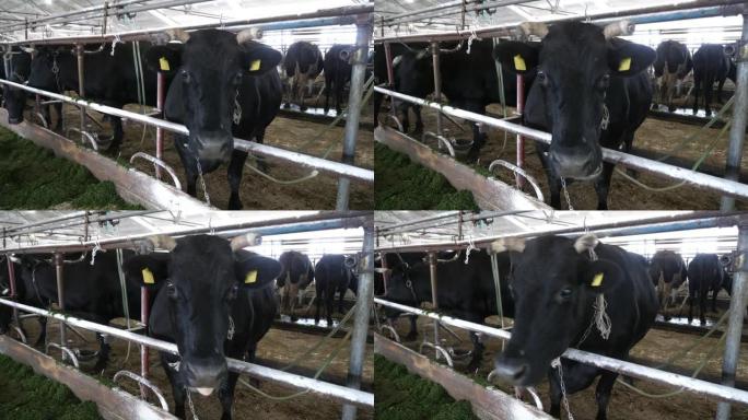 黑牛站着，咀嚼着，看着一个大牛棚里的相机