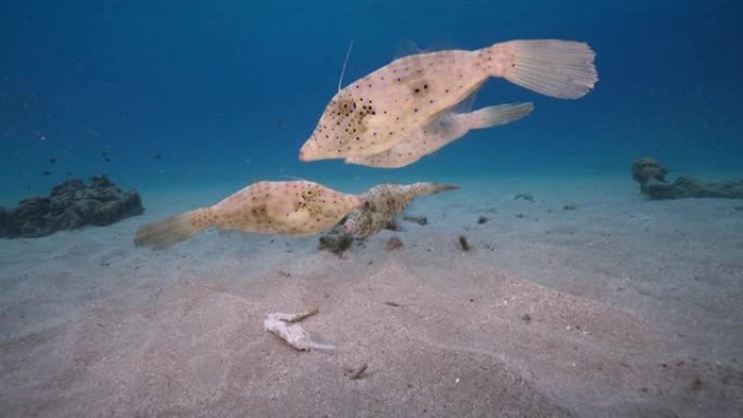 库拉索岛周围加勒比海珊瑚礁的绿松石水中的慢动作海景，有鱼类，珊瑚和海绵