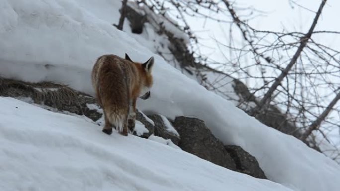 雪中的红狐狸