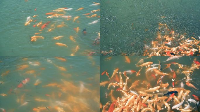 视频素材 实拍视频 池塘金鱼