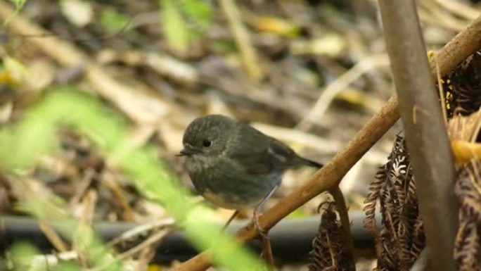 南岛罗宾 (Petroica australis)，在新西兰发现的小鸟