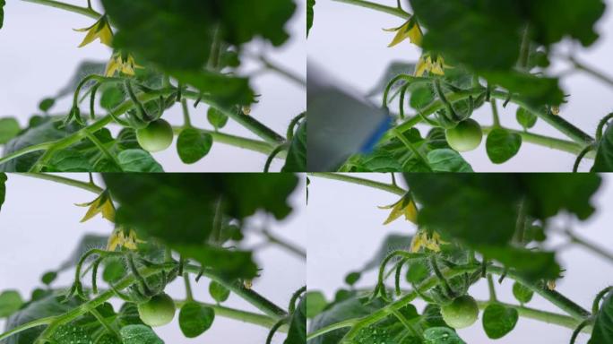 室内植物矮化番茄