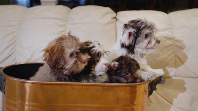 客厅的沙发上站着一个铜篮，上面放着一些可爱的小狗