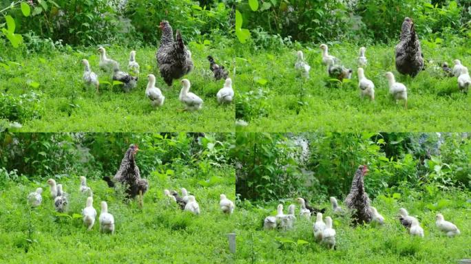 灰鸡和小鸡在绿草丛中吃草。