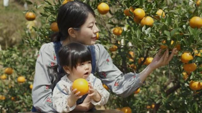 无辜的亚洲女婴拿着水果玩，而她的母亲靠在她身边，从农场梯子上的树上采摘成熟的水果