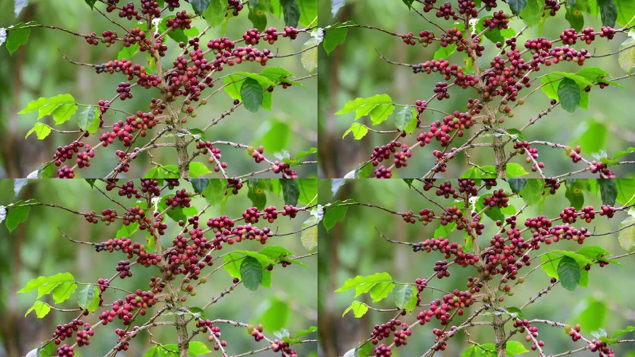 咖啡作物农作物农产品视频素材