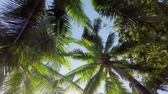 热带椰子树下