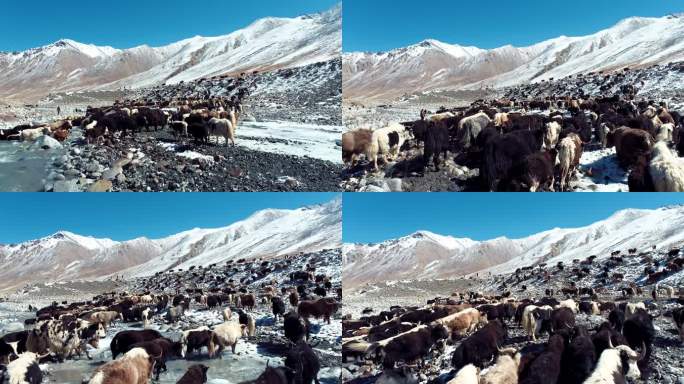 4k帕米尔高原牦牛新疆牦牛畜牧业发展