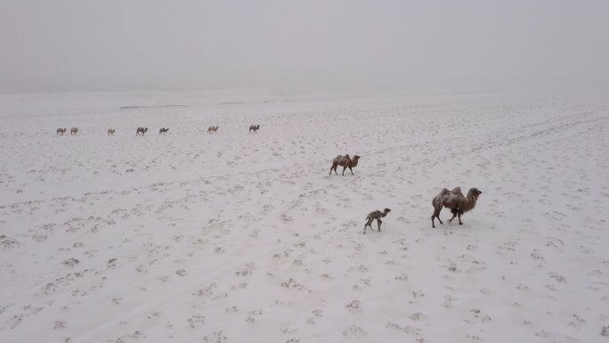 暴风雪 雪中骆驼 小骆驼 寒冷 恶略天气