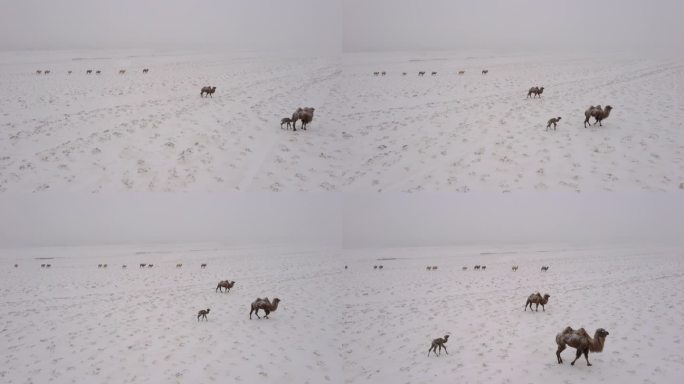 暴风雪 雪中骆驼 小骆驼 寒冷 恶略天气