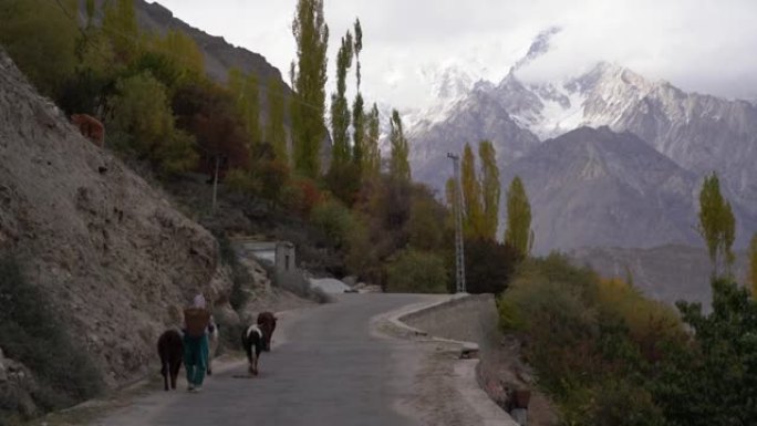 秋天在喜马拉雅山脉的道路上行走的马匹