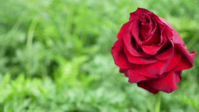大自然中枯萎的红玫瑰的特写镜头。象征着分离与失落。枯萎的玫瑰。激情消退的主题。副本的空间。干旱使花草