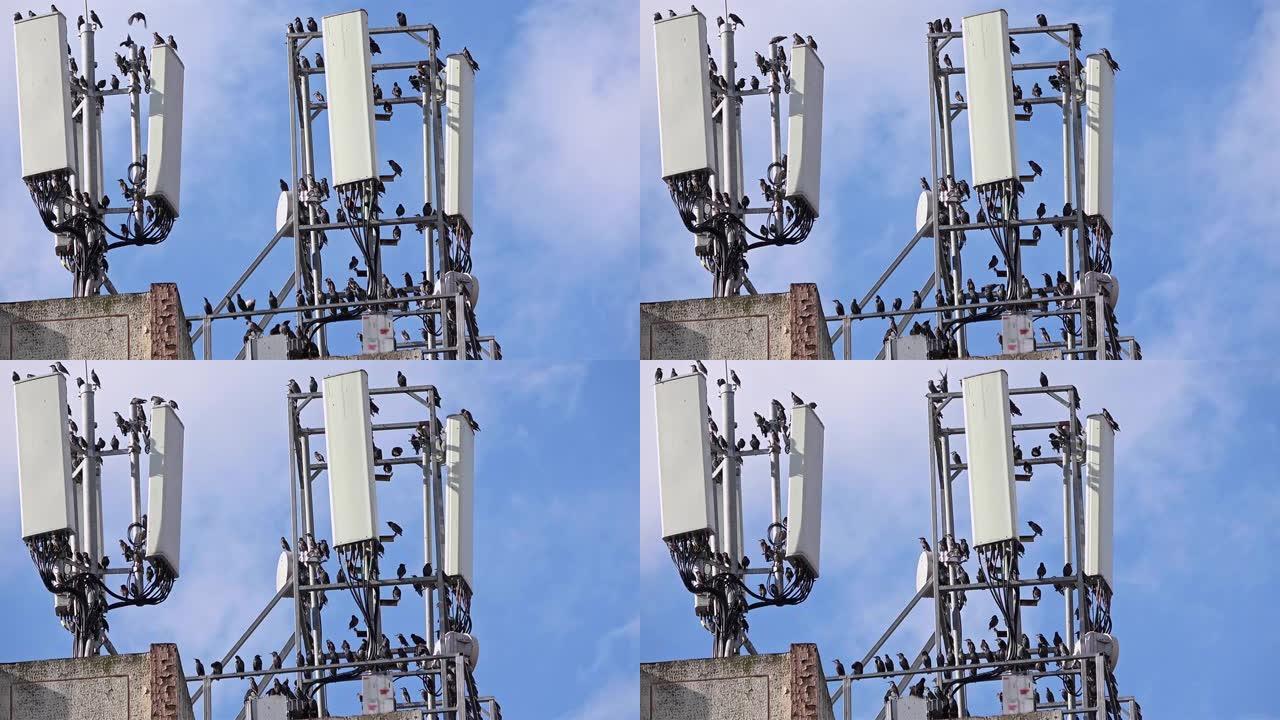 许多鸟站在手机天线塔上