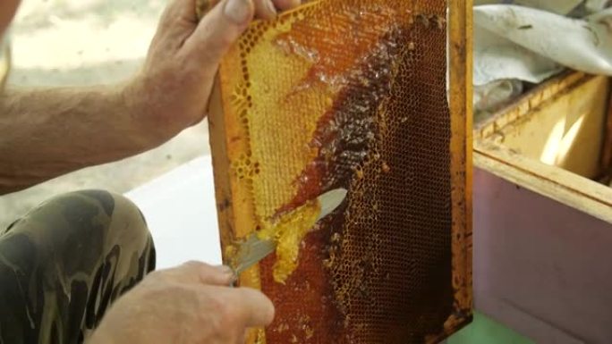 蜂蜜生产概念。养蜂人从蜂窝框架上切割蜡