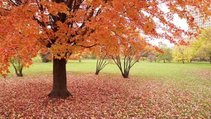 秋天或秋天的大型彩色糖枫树的固定手持镜头，当它们缓慢落到地面时，带有红色，橙色和黄色的叶子。