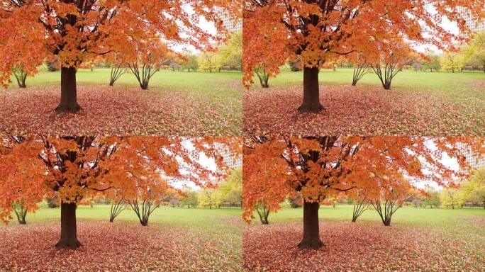 秋天或秋天的大型彩色糖枫树的固定手持镜头，当它们缓慢落到地面时，带有红色，橙色和黄色的叶子。