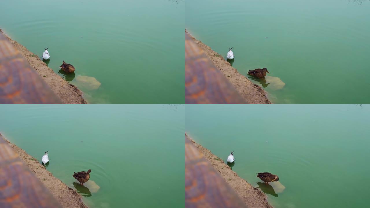 一只鸭子和一只海鸥在绿色的水中在城市池塘的石头上刷羽毛。海鸥和鸭子在城市和野外的生活。水禽在城市的生