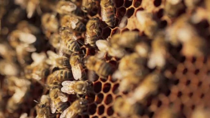 靠在地上的木架上的特写镜头，一群蜜蜂正坐在上面，在蜂蜡上做蜂蜜