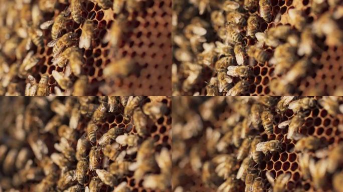 靠在地上的木架上的特写镜头，一群蜜蜂正坐在上面，在蜂蜡上做蜂蜜