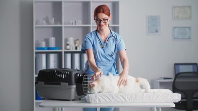 兽医诊所，年轻的女医生，在她的怀里抱着一只猫把她放在一个载体站在医疗办公室