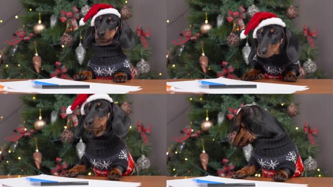 穿着节日帽子和保暖毛衣的可爱的腊肠犬小狗在圣诞节前夕给圣诞老人写祝福的信或给父母画贺卡