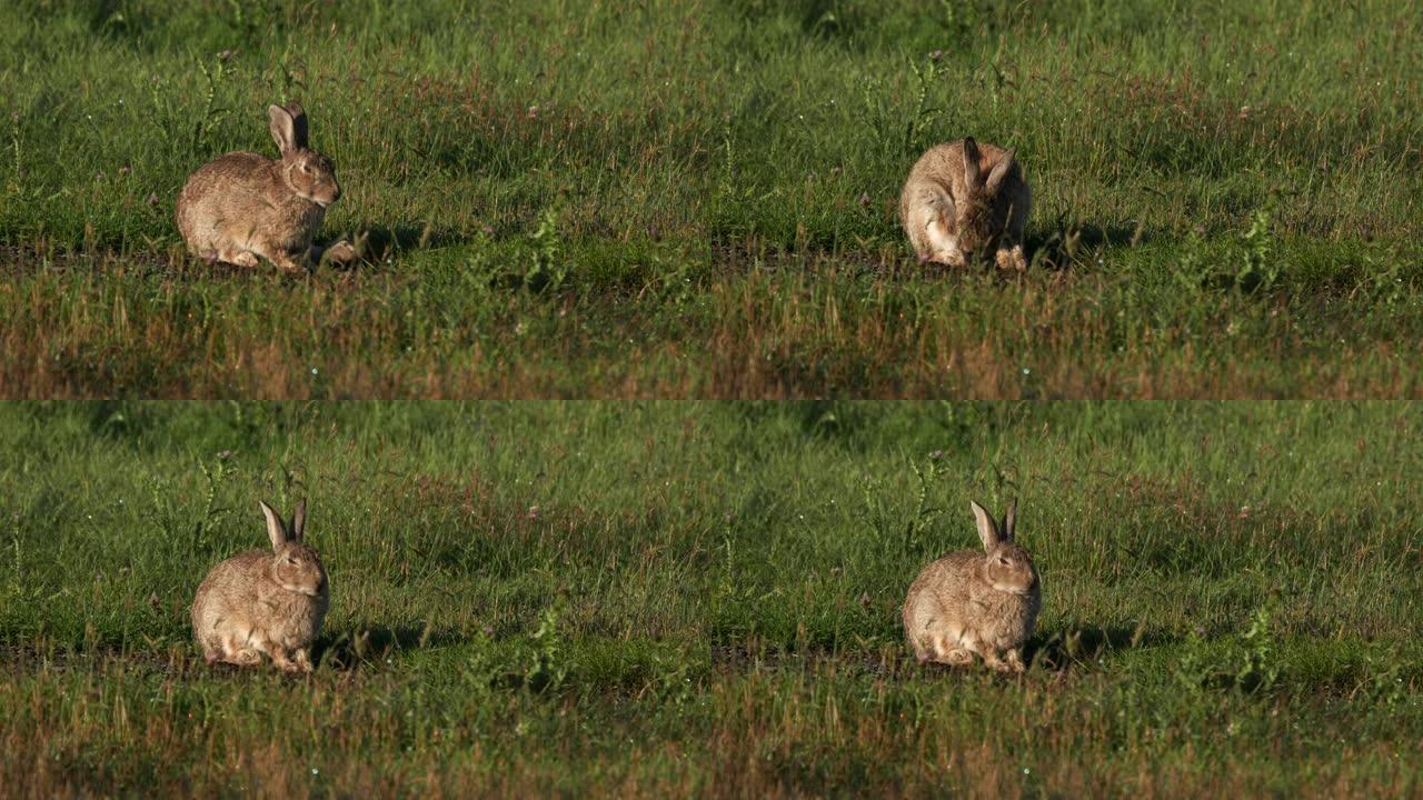 在kosciuszko国家公园的野兔咀嚼草