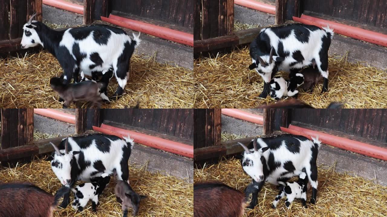 小羊从母亲那里喝牛奶