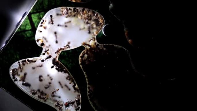 蚁群的收割蚂蚁在丙烯酸蚂蚁农场。蚁巢有蚁主，蚁工，蚁卵，蚁兵和蚁后。高清视频。特写镜头。玉米食品。宏