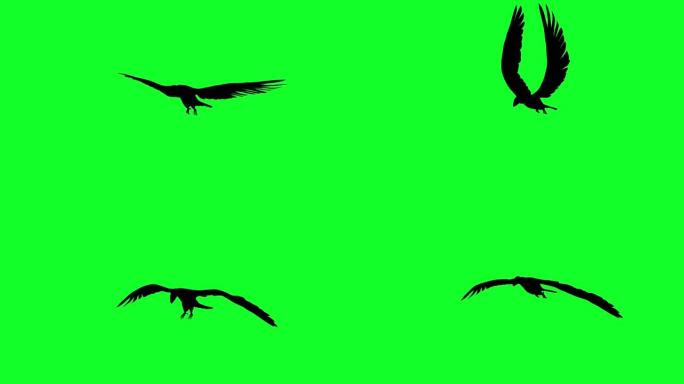 3d动画-绿屏飞行中的秃鹰剪影