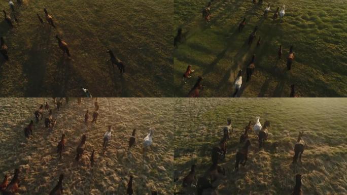 一大群马群飞驰的航拍画面，跑过田野，蹄下有灰尘。电影飞行。在野生动物之后。俄罗斯。贝加尔湖。